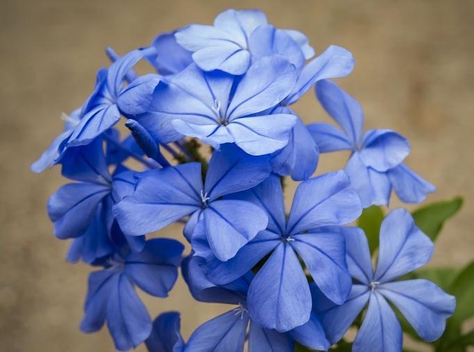 它,最爱开花,还不喜肥,一开300天,地栽阳台均可