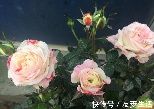 月季花|此花，美过玫瑰，艳过牡丹，四季开花花期长，比养兰花强多了！