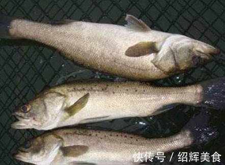 鱼身|买鲈鱼,不要只看大小来挑选!记得看这3点,选的鲈鱼又嫩又新鲜