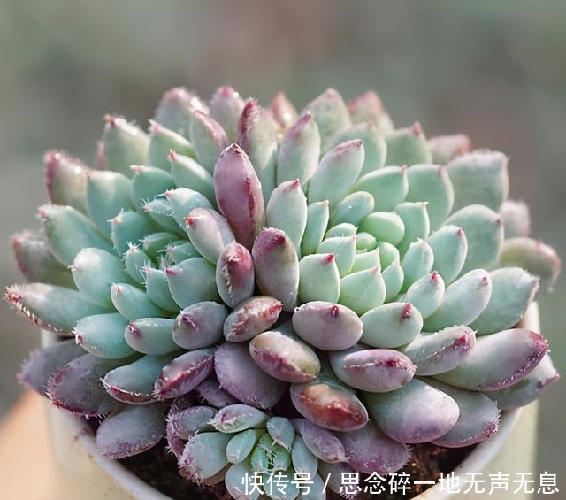 这三“普货多肉”寓意好,越老越值钱,养成老桩可当“传家宝”!