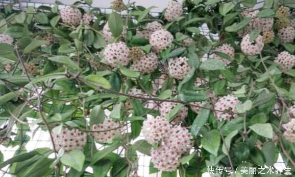 6种耐阴花，养了“不上当”，室内百搭盆栽，摆在角落也爆盆！