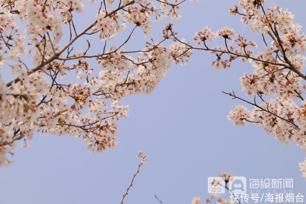 正是樱花浪漫时！烟台这儿的樱花大道美出圈了