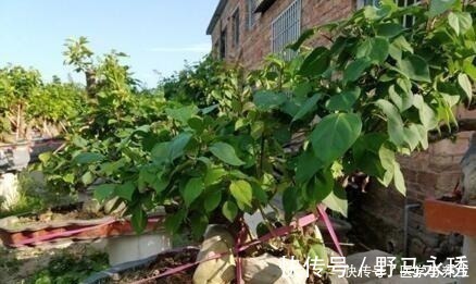 玉树|什么长寿花、富贵竹都不如养这“4种树”，寓意吉祥，越养越值钱！