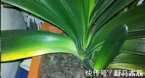 叶片|君子兰养了好几年,就是不开花,用了这个小技巧,一下开了几十朵!