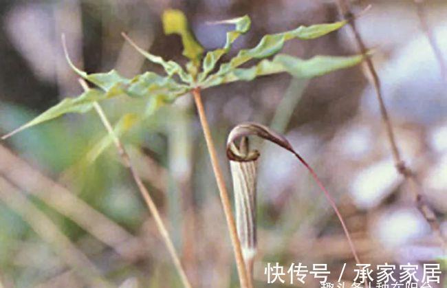 台长|太任性了，以高矮定雌雄，这植物竟然可以随时变“性”！