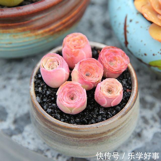 最萌不过粉色,这10款粉色系多肉,各有各的美,哪种能“粉”到你
