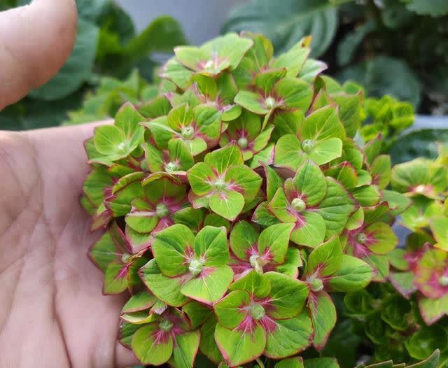 绣球长出花苞,别做“4件事”,否则花头小,甚至落花苞