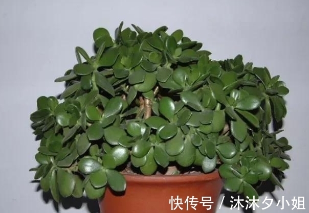 新手|全民公认好养的11种多肉,新手也能养好,成活率高,出状态艳