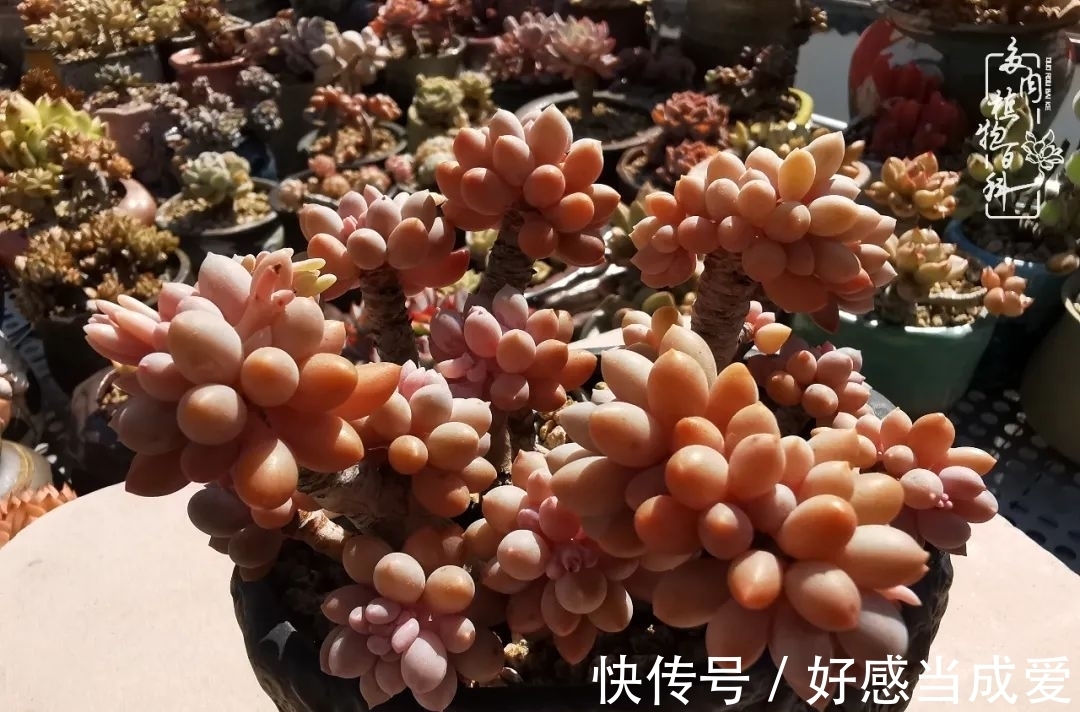 治愈之“肉”:愿所有的养肉人都被这些“胖子们”治愈