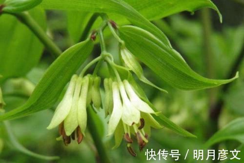 可治|一种民间草药,10大妙用法,搞定跌打损伤、风湿骨痛等10种常见病