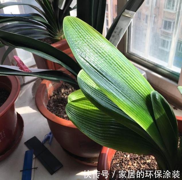 养君子兰,把这几样东西丢盆里,花朵、新芽不停冒,叶子油亮亮