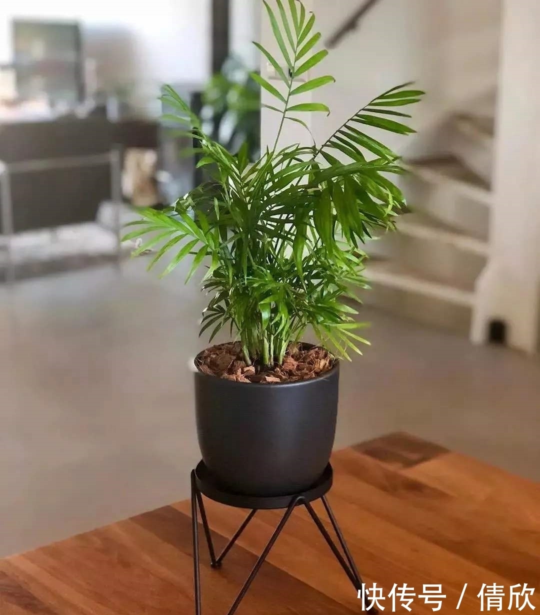 摆在室内的植物，不仅好看，还能调节空气湿度！