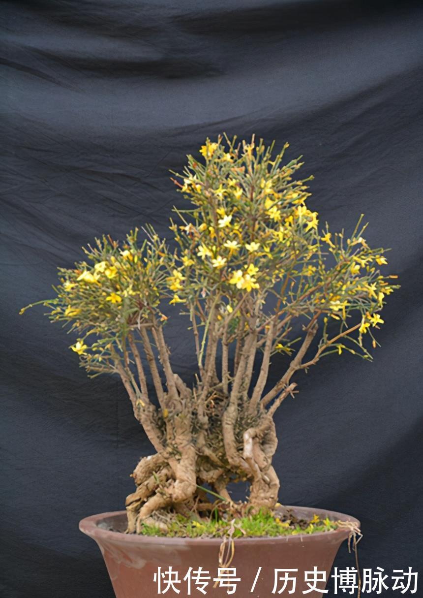 5种适合早春入手养殖的花卉，分享给大家，一起看一看