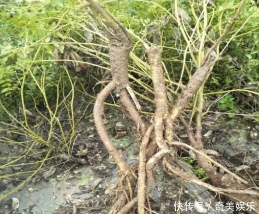 中药材|乡下一种珍贵草,人称“黄人参”,地下根茎是宝贝,看到别忽视