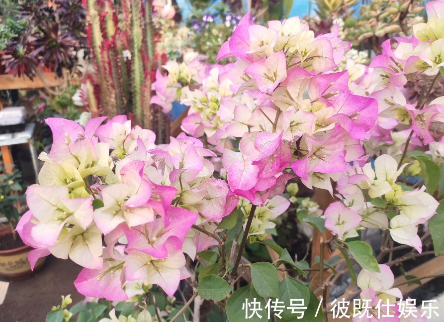 错肥|三角梅只长叶不开花,多数人是2点没做好,看看你符合哪一点