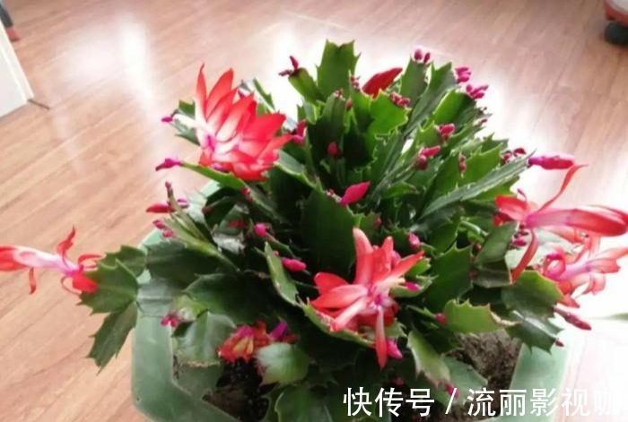 君子兰花|家里有此7种花,少浇水不能晒,天热要休眠早看早知道