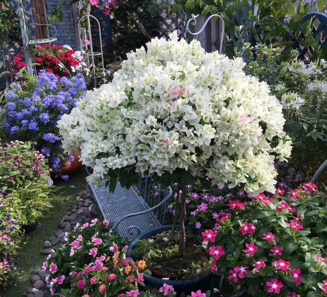 想让三角梅开满盆,这“4点”一定要做好,开花不断