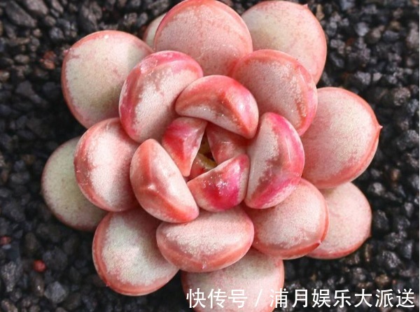 长势|多肉总是掉叶子怎么办教你3个小妙招，多肉长势更好又美观