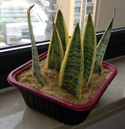 漂亮的花用剪碎的叶片,都能插活一大盆,谁说扦插难