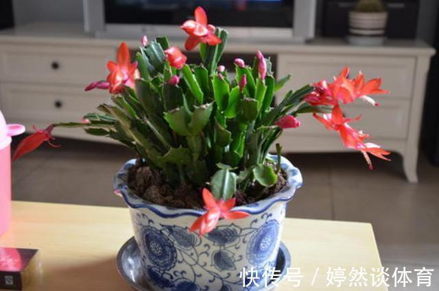 好时机|年后一定要逛花市，因为是“捡漏”的好时机，养花老手都会去溜达