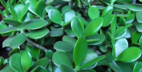  充足的光照|养玉树，不注意1点，就会穿裙子，越养越难看