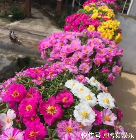 养护|养花技巧粗生粗养也能四季开花!少养1种都觉得亏了