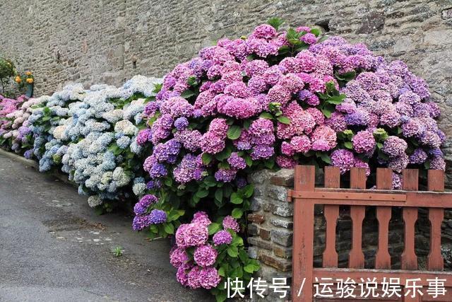 5种花不用管，盆栽地栽都好养，自己就能长成大花球，花开还惊艳