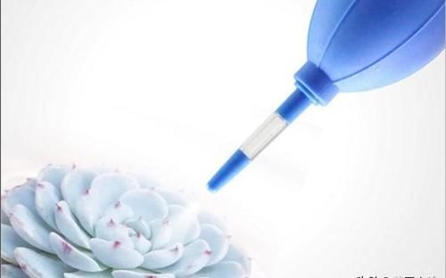 我养的麒麟植物怎么没光泽？