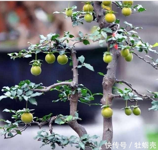 盆景欣赏:果红叶翠的金弹子就该这么玩,给你一种不一样的风格!
