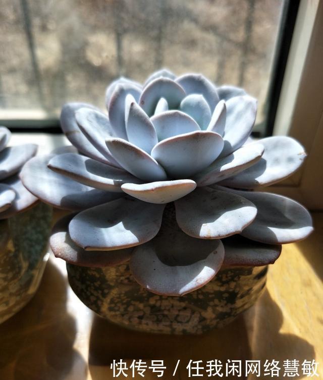 养了三年，多肉终于给点颜色瞧瞧了