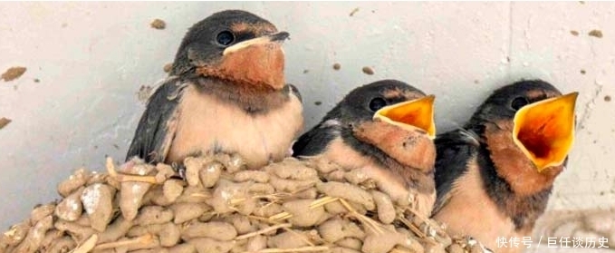 代表着吉祥|农村俗语:为何说“燕子不进愁家门”,其实十分有道理