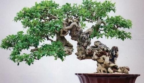 阳台再小,也要养3种花,小盆就能养,盆小水少长得快!