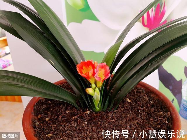 养君子兰,避2错,不黄叶不烂根,秋天猛长,新年爆花红艳艳