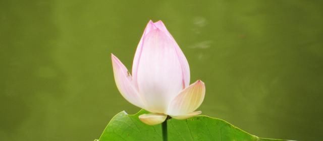 不请自来|多少人败在不会做人牢记四字真言,人生少有灾祸,福气不请自来