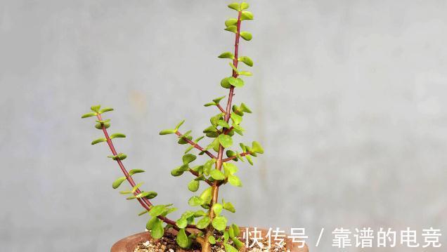 7种花草自带“抗体”,不容易生病虫害,是真正的“省心”花