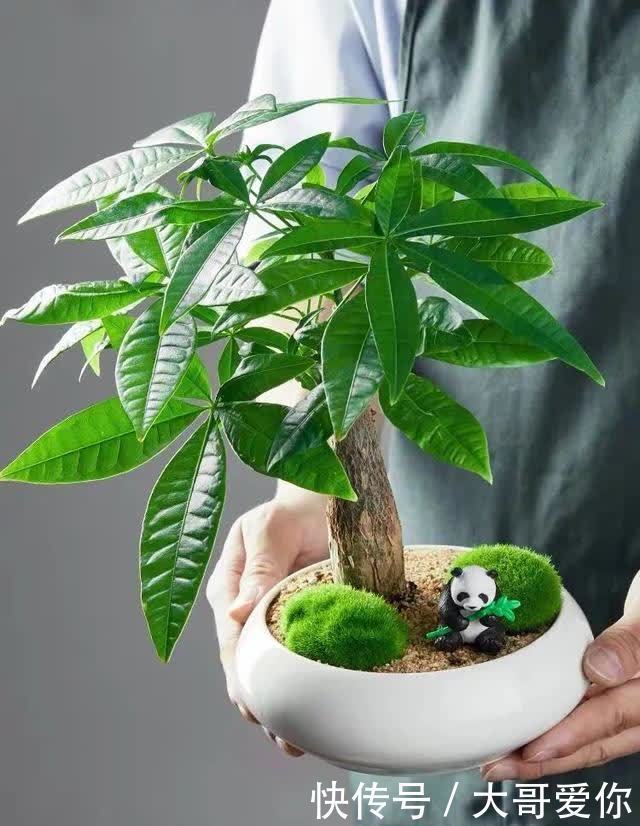 夏天养发财树,记住四个“不”,叶子绿油油的,越养越招财
