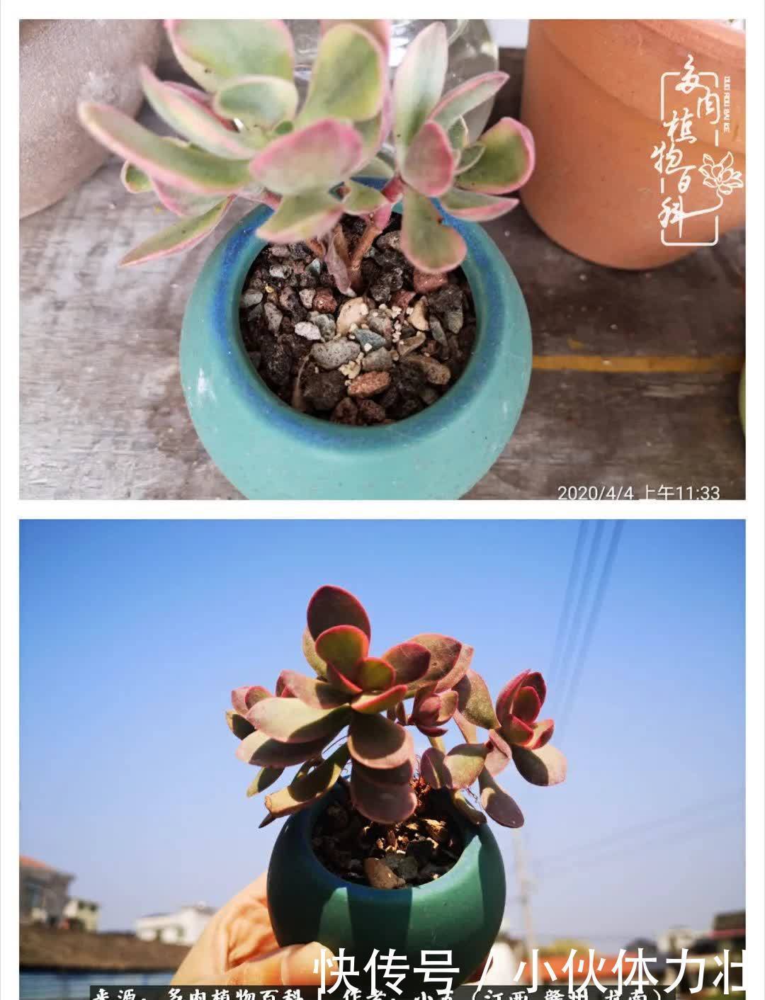 懵懵懂懂入肉坑,跌跌撞撞养多肉