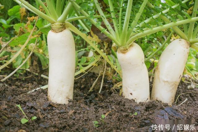 秋冬多吃萝卜,教你做农家酱萝卜,嘎嘣脆口,酸甜好吃