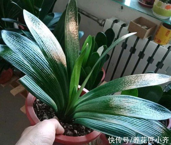 养君子兰要会施肥,适合它的肥料有“3种”,不同时期用法不同