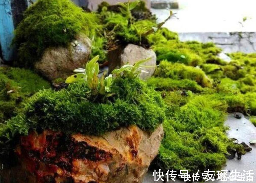 盆景|2种简单的方法，让盆景里长出绿油油的苔藓，漂亮又美观