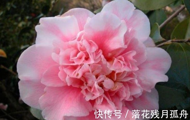 冬天也能种植的花卉,花香易打理,清新又迷人