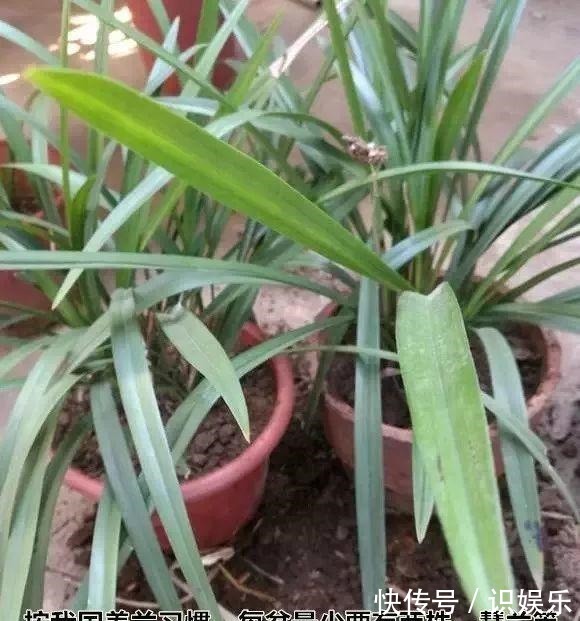 伤口|秋天给花铲一锹,一盆变五盆,根本不用扦插!