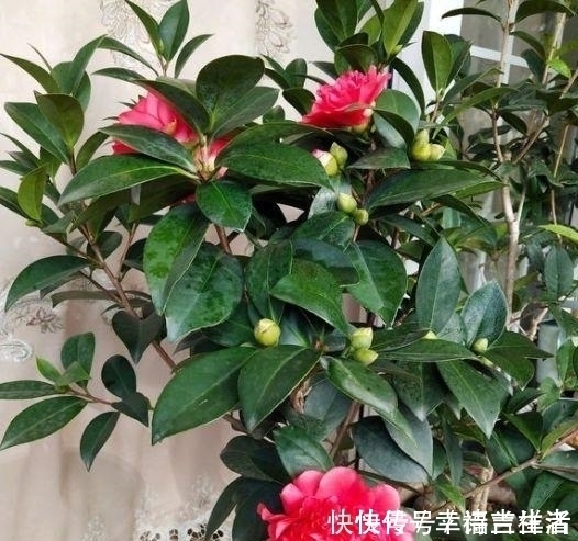 栀子花|扦插月季、栀子花、三角梅，只用一个矿泉水瓶，插出满满大白根