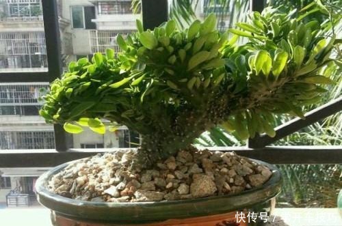 镇宅盆栽“玉麒麟”,做好4点长的旺又快,威武霸气“传家宝”!