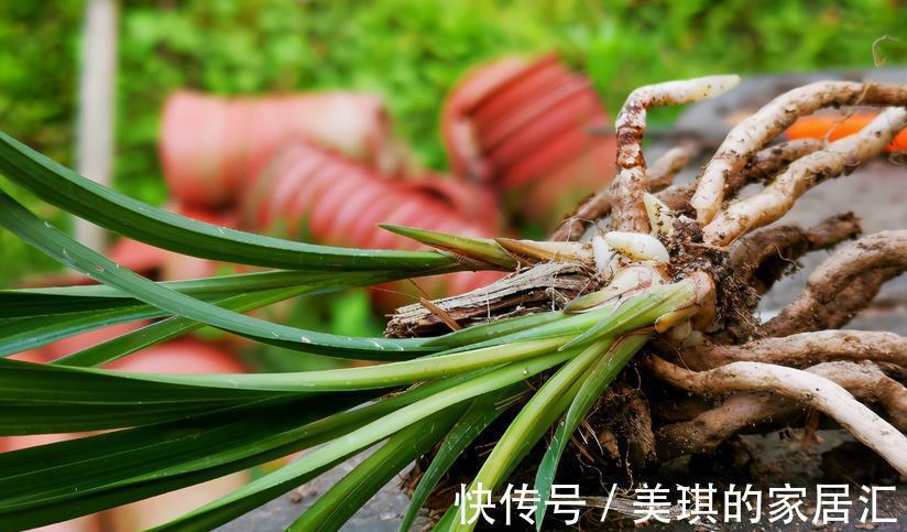 兰花烂根可能是哪些地方出问题?这4处,错一点植株都萎靡