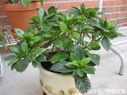 茉莉花|此6种花,冬季要懒养,丢阳台别管,反而长得好