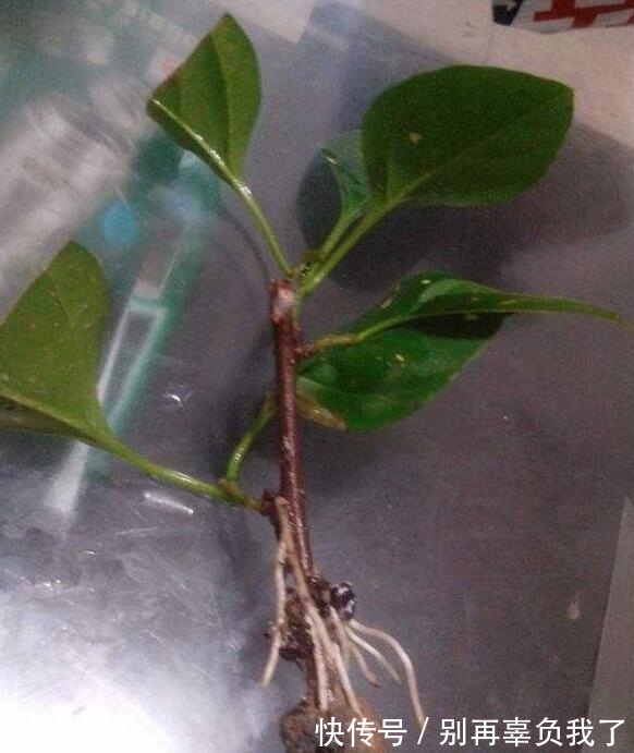 妙招|三角梅烂根还有救吗?教你3个挽救小妙招,让三角梅“起死回生”