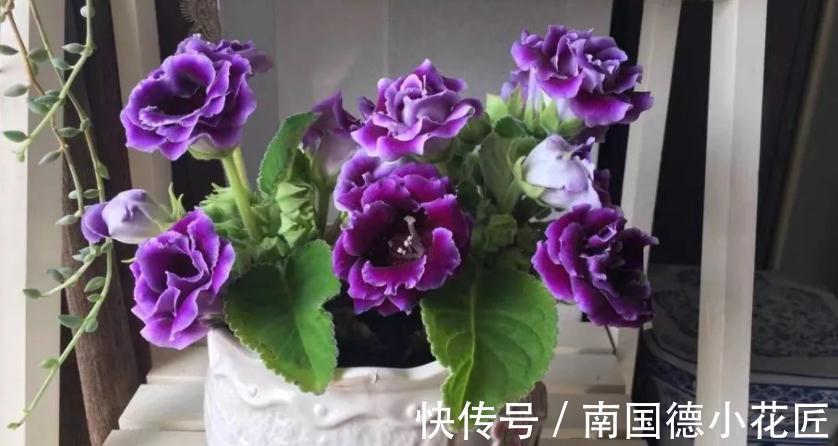浇水|想要在家养花,想要大富大贵,不如就盆栽它,好活、寓意美