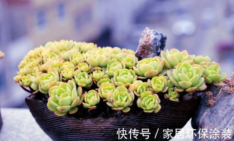 天冷不能露养多肉，碧桃该怎么办？多注意4点，根壮茎叶美