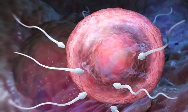卵泡|排卵期女性身体4大变化准确计算排卵期这样才科学